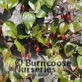 BERBERIDOPSIS beckleri  